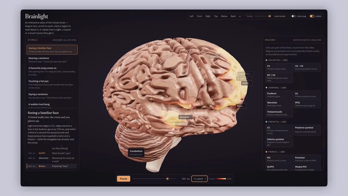 Tín hiệu não người 3D tương tác