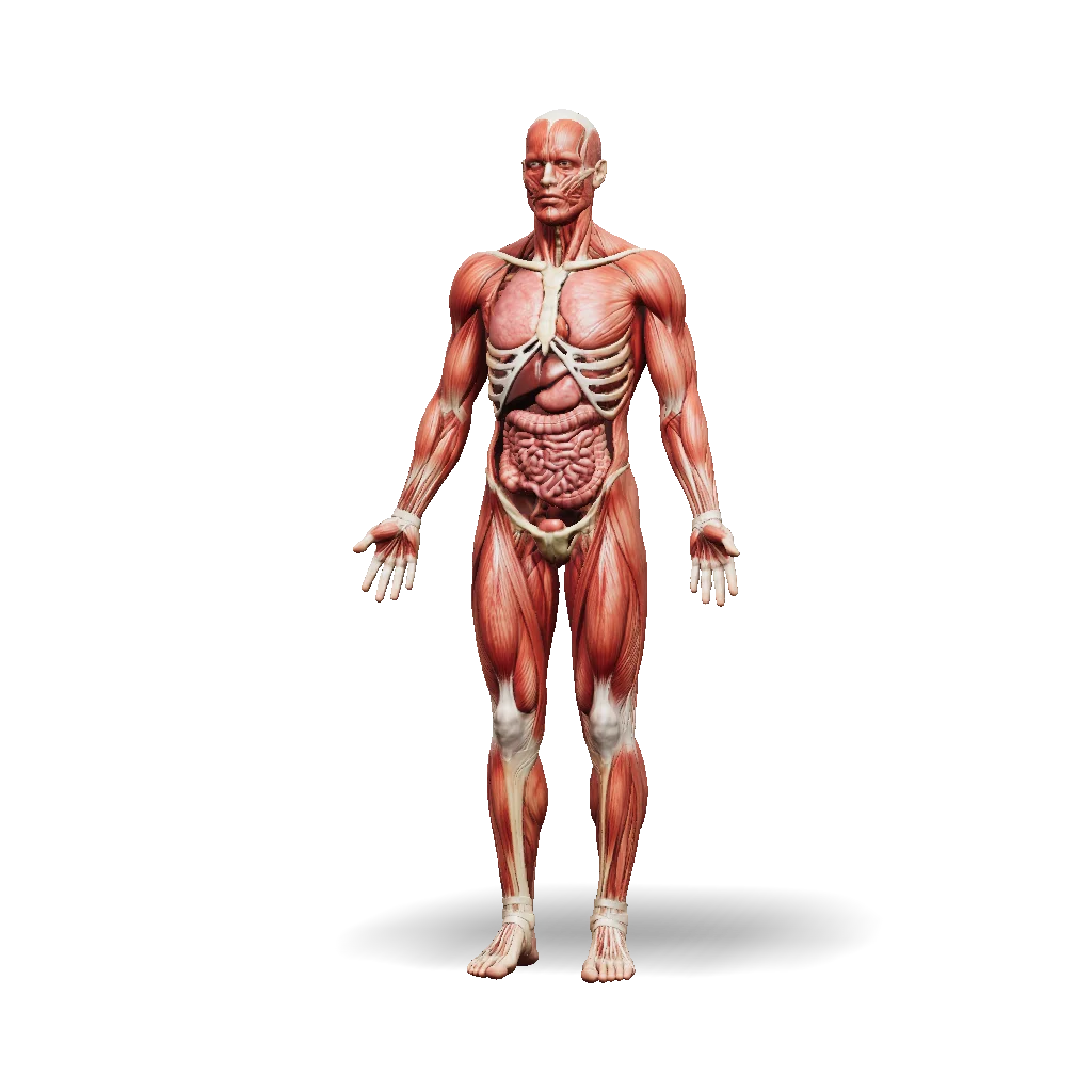 Human musculoskeletal system 3D model with the full skeleton and major muscle groups, made with Tripo AI