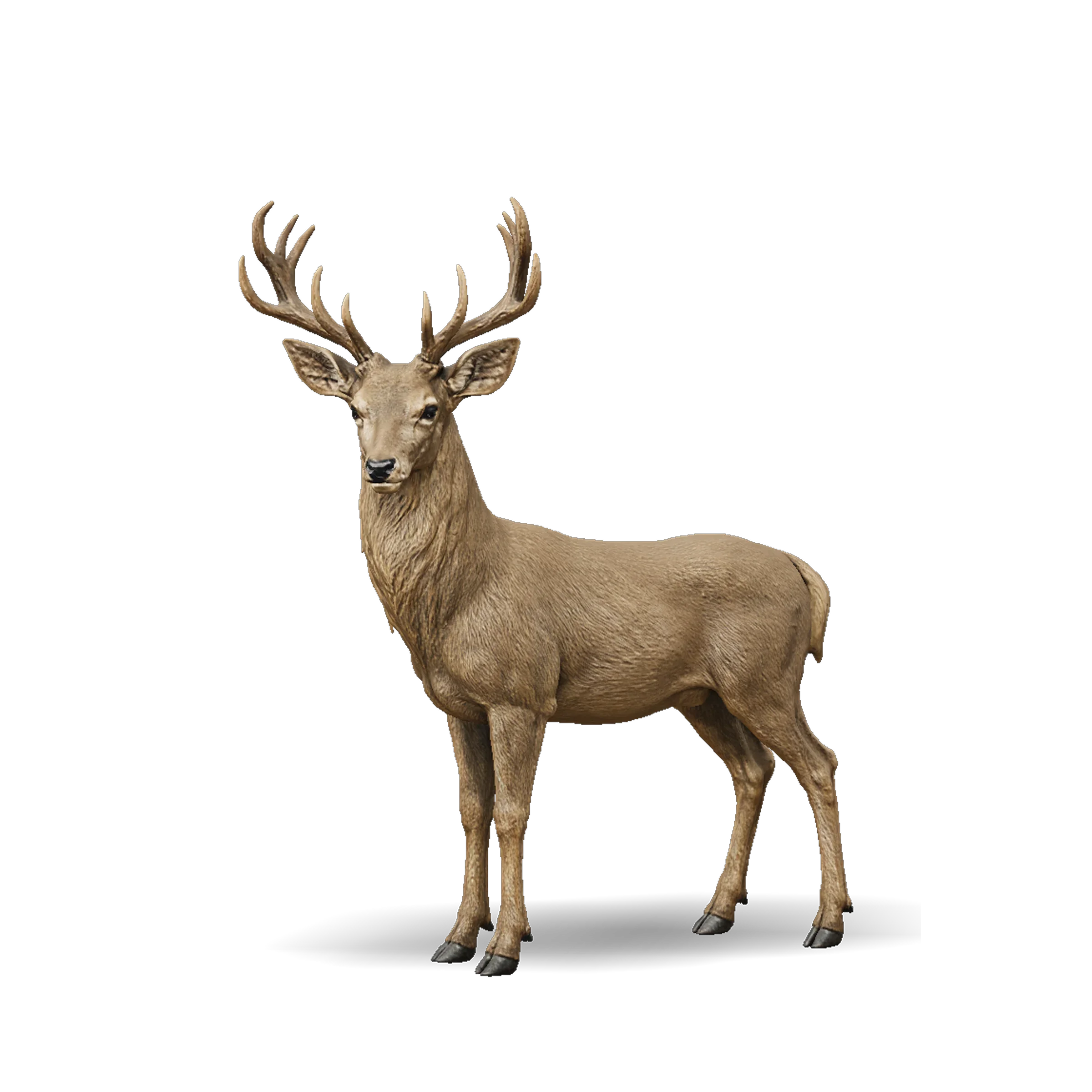Deer 3D model with branching antlers, brown fur and realistic animal anatomy