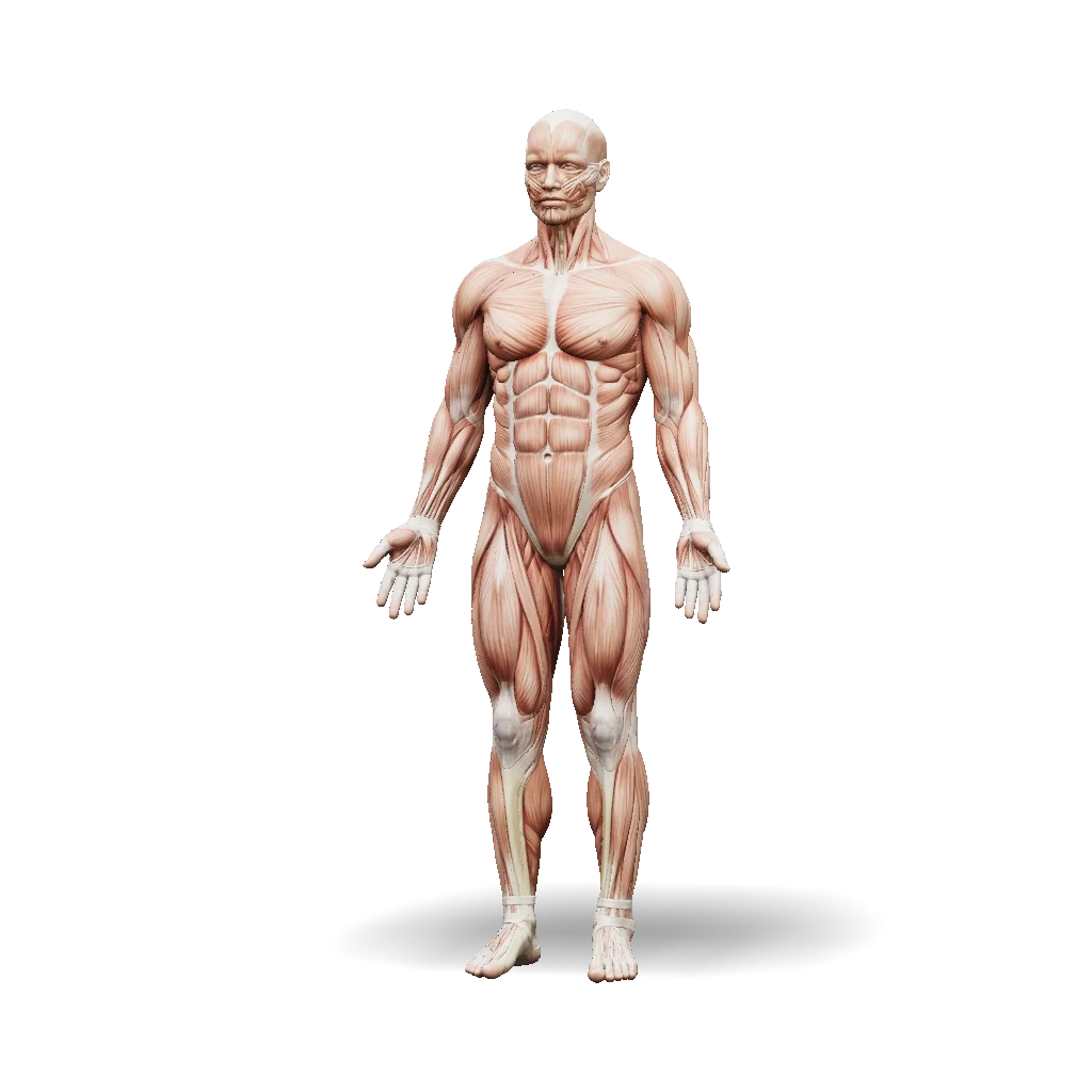 Human muscle anatomy 3D model, front view with red muscle tissue, visible tendons and joints