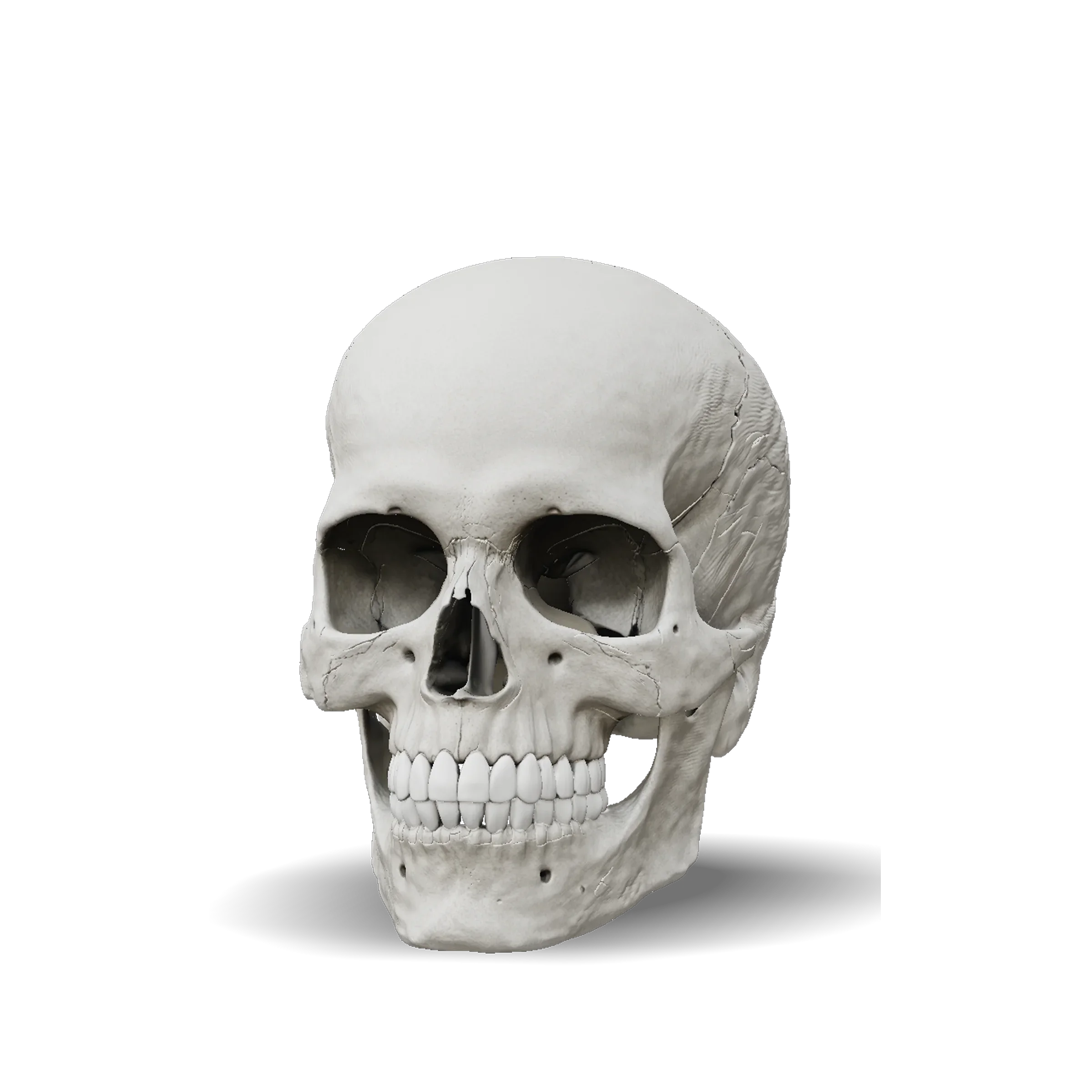 Human skull 3D model, detailed teeth and realistic bone texture for anatomy reference
