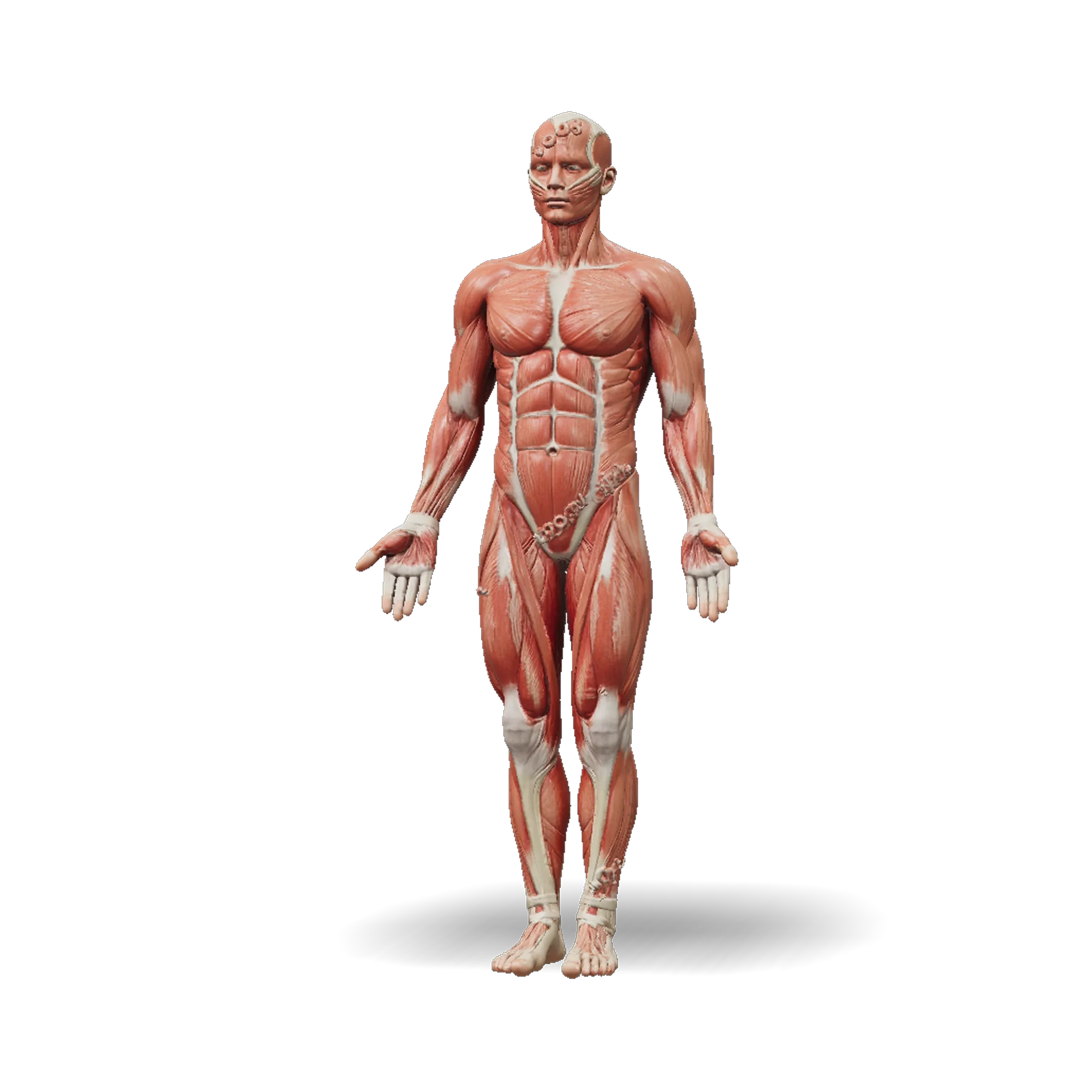 Human muscle anatomy 3D model, front view with red muscle tissue, visible tendons and joints