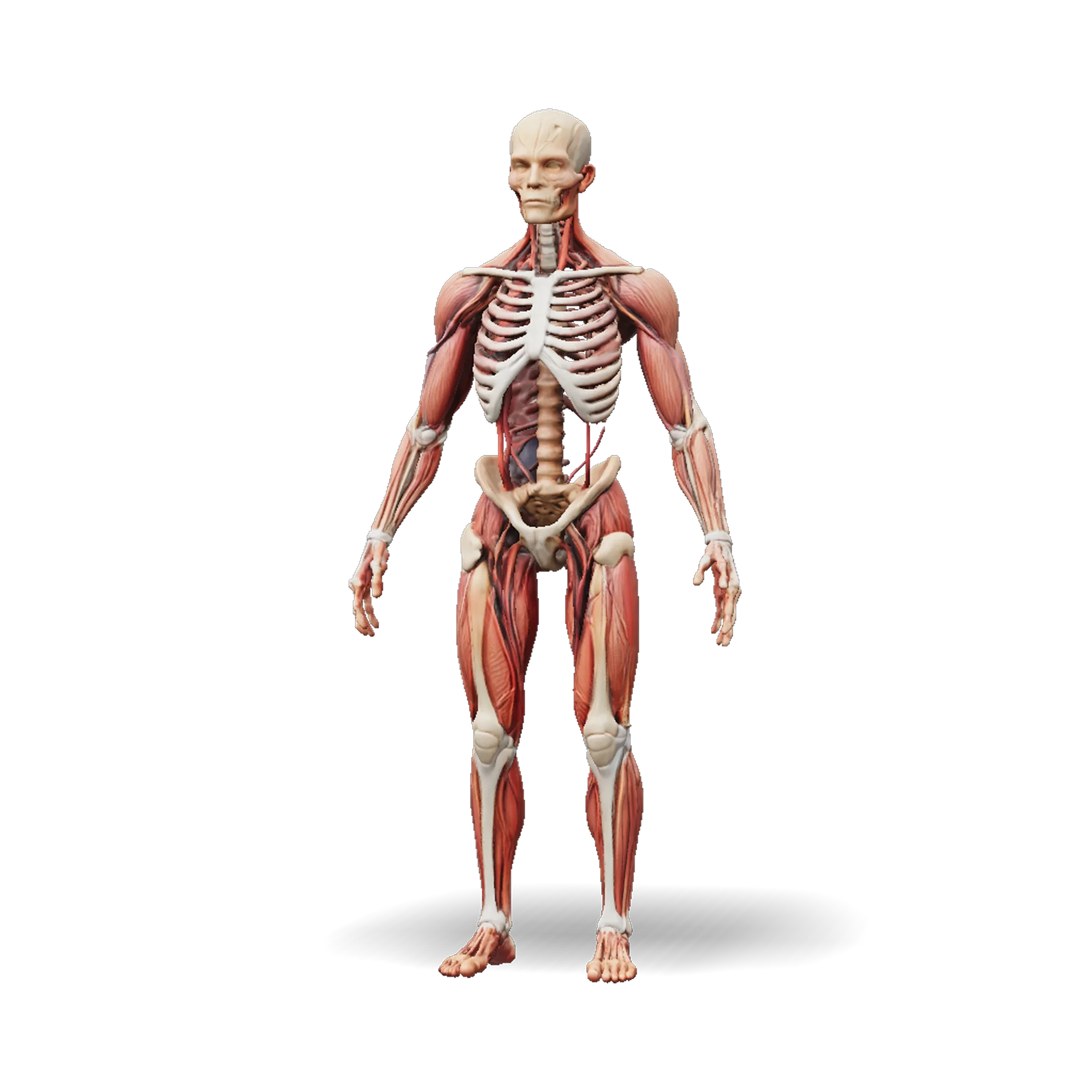 Human musculoskeletal system 3D model with the full skeleton and major muscle groups, made with Tripo AI